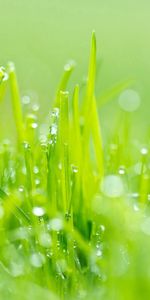 Grass,Macro,Light,Light Coloured,Dew