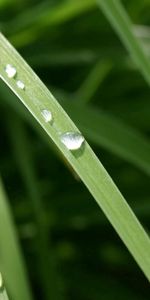 Grass,Macro,Light,Light Coloured,Dew,Drops