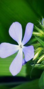 Grass,Macro,Light,Light Coloured,Flower