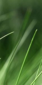 Grass,Macro,Light,Light Coloured,Greased,Smeared,Background