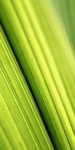 Grass,Macro,Light,Light Coloured,Lines