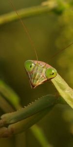 Grass,Macro,Mantis,Insect