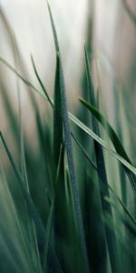 Herbe,Macro,Matin