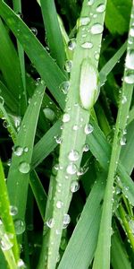 Grass,Macro,Morning,Dew,Drops