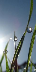 Grass,Macro,Morning,Dew,Drops,Glare