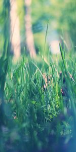 Grass,Macro,Morning,Dew,Spring