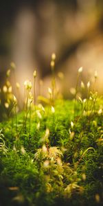 Mousse,Herbe,Macro