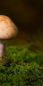 Grass,Macro,Moss,Mushroom