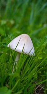 Macro,Herbe,Champignon