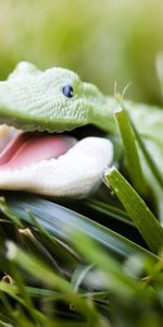 Herbe,Museau,Muselière,Jouet,Macro,Sourire,Crocodile,Le Sourire