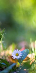 Grass,Macro,Nature,Flower,Plants