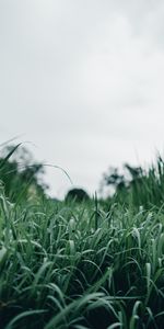 Herbe,Légumes Verts,Nature,Verdure,Macro