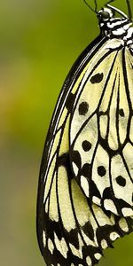 Grass,Macro,Patterns,Wings,Butterfly