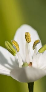 Flor,Macro,Pilón,Majadero,Hierba