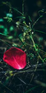 Grass,Macro,Petal,Rose Flower,Rose,Close Up