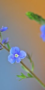 Grass,Macro,Petals,Background,Leaves,Greens