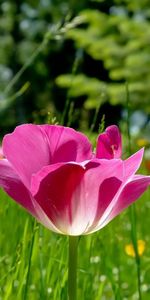 Grass,Macro,Petals,Flower