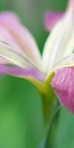 Grass,Macro,Petals,Stem,Stalk,Flower