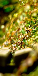 Grass,Macro,Planks,Board