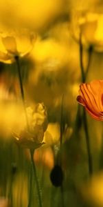 Planter,Herbe,Plante,Fleur,Floraison,Macro