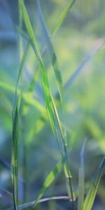 Macro,Herbe,Planter,Feuilles,Plante