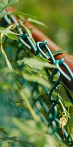 Grass,Macro,Plexus,Metal,Grid