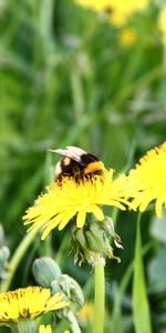 Grass,Macro,Pollination,Dandelion,Field,Bumblebee