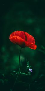 Grass,Macro,Poppy,Blur,Smooth,Close Up