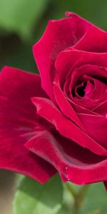 Macro,Bourgeon,Herbe,Pétales,Une Rose,Rose