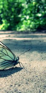 Herbe,Macro,Papillon,Sable