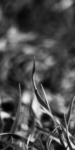 Grass,Macro,Shadow,Bw,Greased,Smeared,Chb