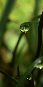 Hierba,Drops,Macro,Sombra,Rocío