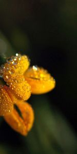 Grass,Macro,Shadow,Flower,Drops