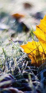 Grass,Macro,Sheet,Leaf