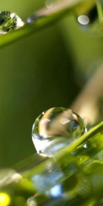 Grass,Macro,Sheet,Leaf,Dew,Drops