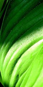 Grass,Macro,Sheet,Leaf,Dew,Humid,Plantain,Drops,Wet