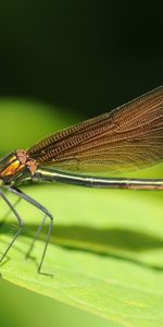 Grass,Macro,Sheet,Leaf,Dragonfly,Nasek,Naek