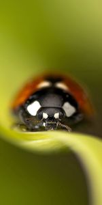 Grass,Macro,Sheet,Leaf,Insect,Ladybug,Ladybird