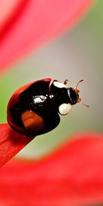 Grass,Macro,Sheet,Leaf,Ladybird,Ladybug,Unusual