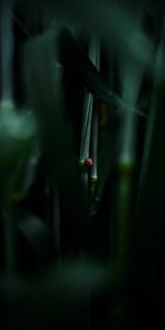 Herbe,Macro,Feuille,Coccinelle