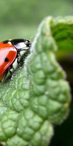 Grass,Macro,Sheet,Leaf,Ladybug,Ladybird