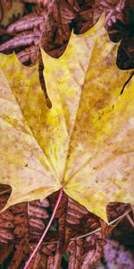 Grass,Macro,Sheet,Leaf,Maple,Autumn