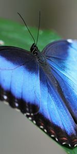 Grass,Macro,Sheet,Leaf,Stripes,Streaks,Wings,Butterfly