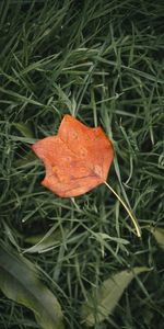 Grass,Macro,Sheet,Leaf,Veins,Autumn