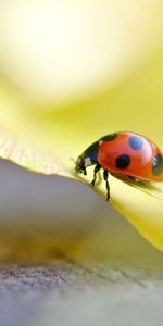 Grass,Macro,Shine,Insect,Ladybug,Ladybird,Crawl,Light