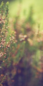 Grass,Macro,Shine,Light,Blur,Smooth