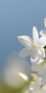 Grass,Macro,Shine,Light,Blur,Smooth,Leaves,Petals