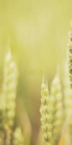 Planter,Briller,Lumière,Lisse,Herbe,Plante,Macro,Flou