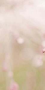 Grass,Macro,Shine,Light,Branch,Dew,Drops