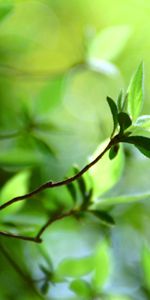 Grass,Macro,Shine,Light,Branch,Spots,Leaves,Stains